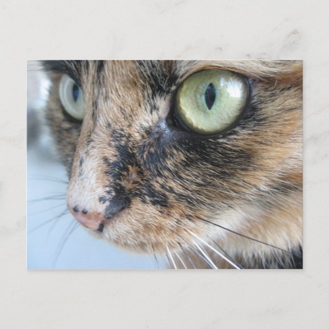 Cat eyes postcard (Front)