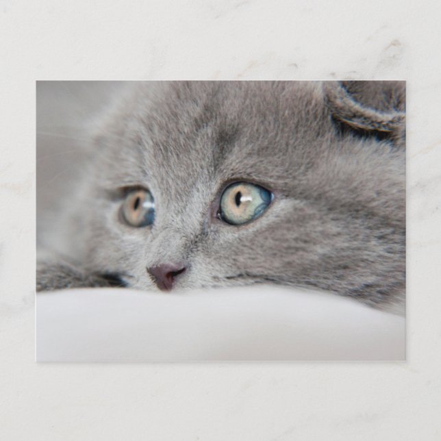 Cat Eyes Postcard (Front)