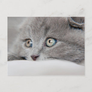 Cat Eyes Postcard