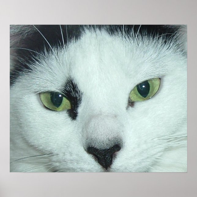 Cat Eyes Poster (Front)