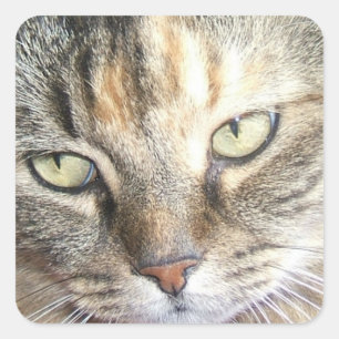 Cat eyes sticker