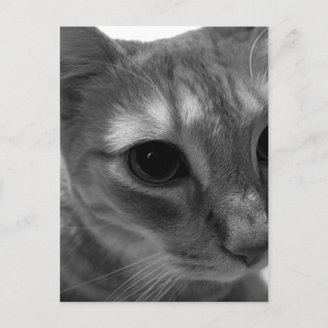 Cat Face Closeup Postcards (Front)