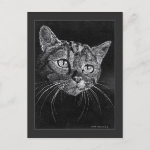 Cat Face Drawing By Mark Edward Westerfield Postcard