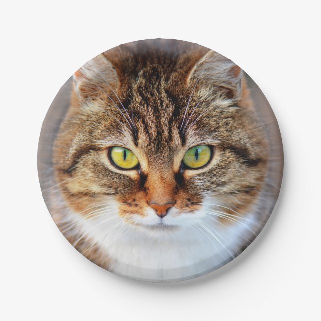 Cat face paper plate (Front)
