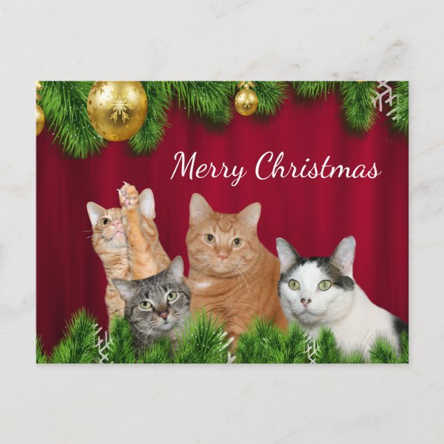 Cat family Christmas Holiday Postcard (Front)