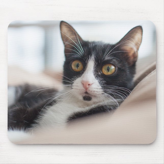 cat, feline, pet mouse pad (Front)
