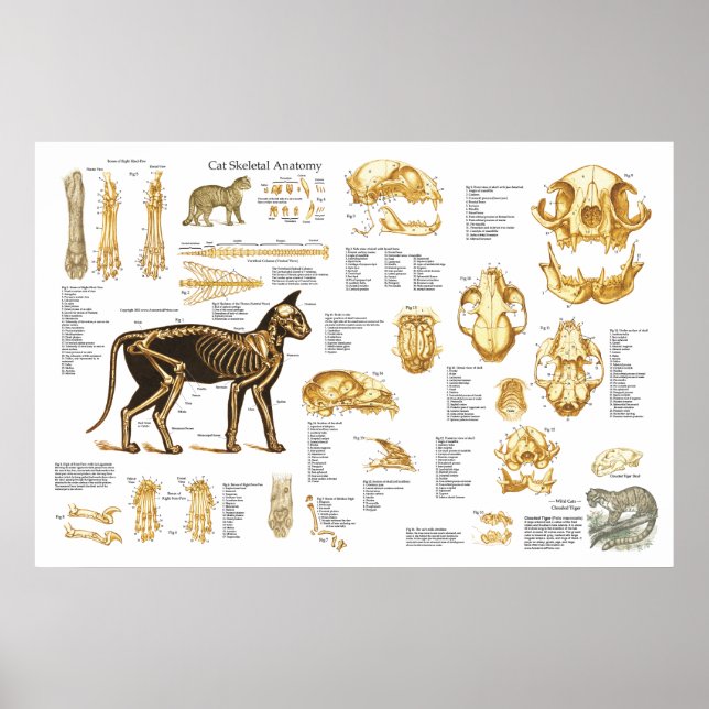 Cat Feline Skeletal Anatomy Poster 24" X 36" (Front)