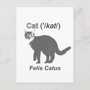 Cat Felis Catus Postcard