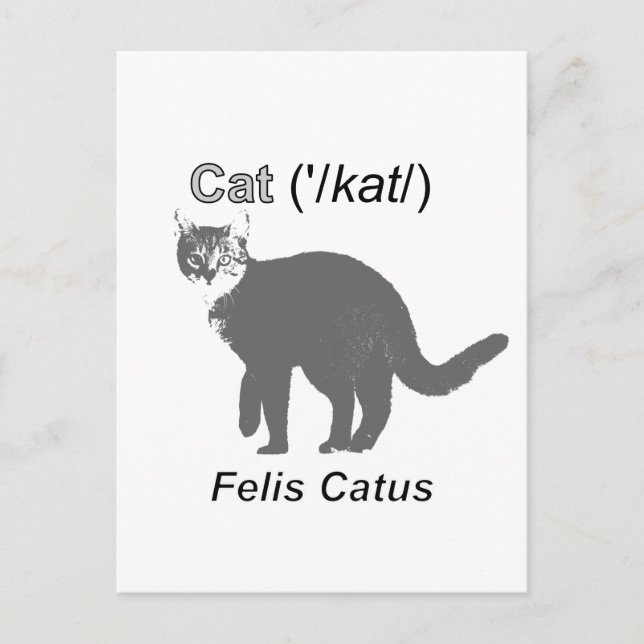 Cat Felis Catus Postcard (Front)
