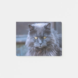 Cat Gray Eyes Cat's Eyes Gray Cat Fur Furry Post-it Notes