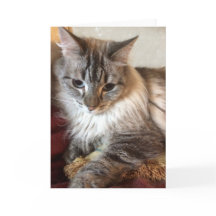 Cat greeting card