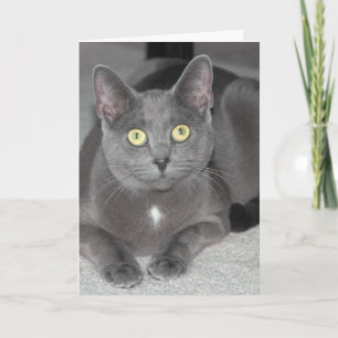 Cat Greeting Card