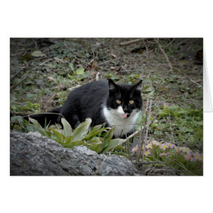 Cat Greeting Card