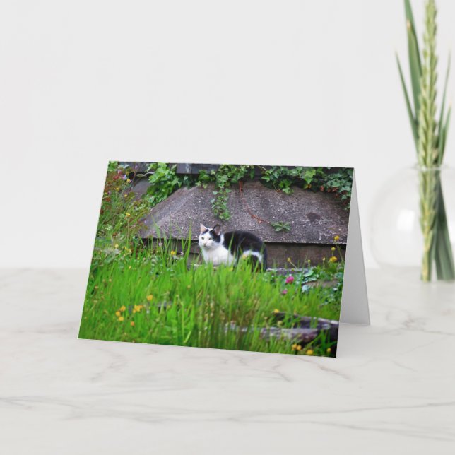 Cat Hanging Out Card (Front)