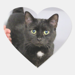 Cat heart sticker