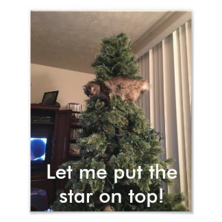 Cat helps decorate tree photo print