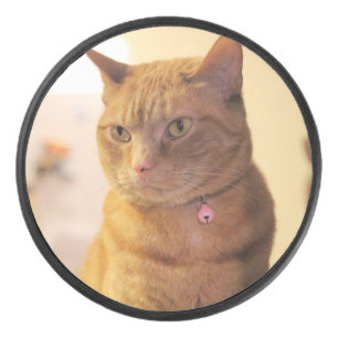 Cat hockey puck