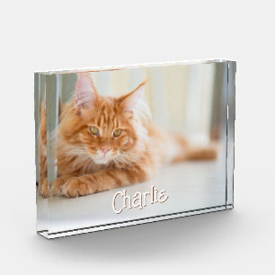 Cat Horizontal Photo Cute Font Name