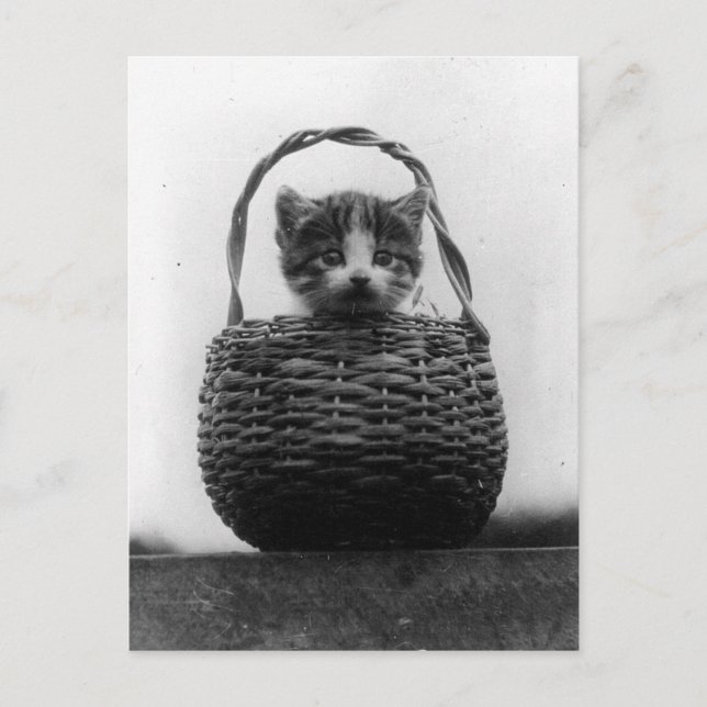 Cat in a Basket Vintage Photo Postcard (Front)