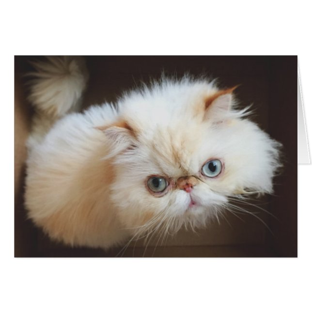 Cat In A Box (Front Horizontal)