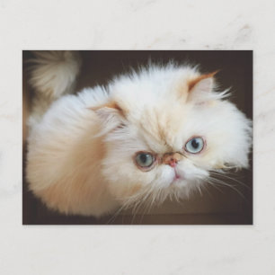 Cat In A Box Postcard