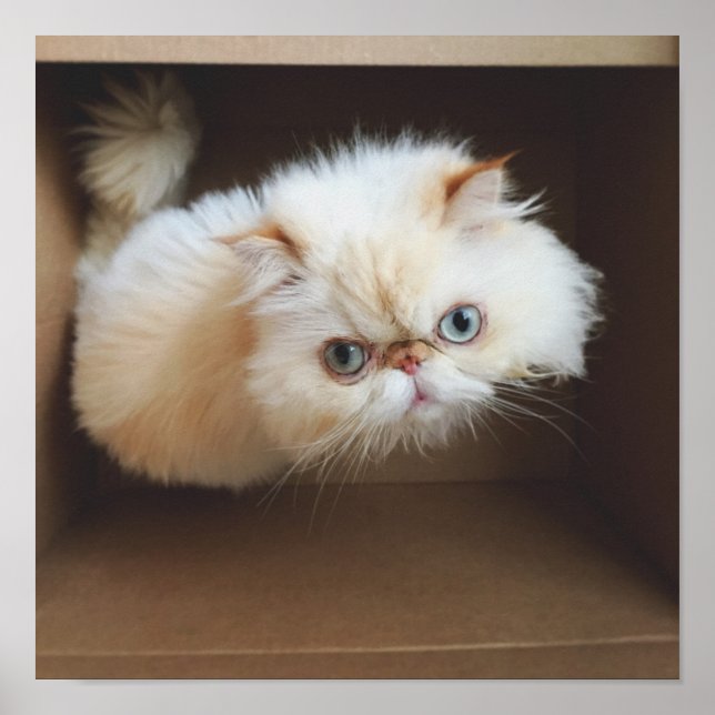 Cat In A Box Poster (Front)