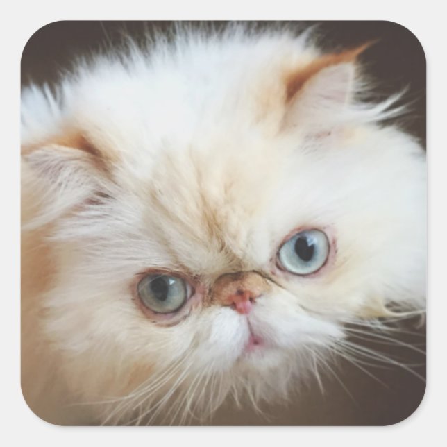 Cat In A Box Square Sticker (Front)