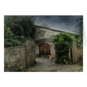 Cat in a courtyard