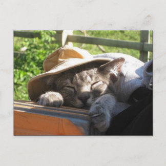 Cat In A Hat Postcard