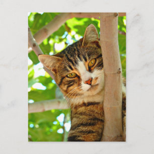 Cat in a Tree Postcard