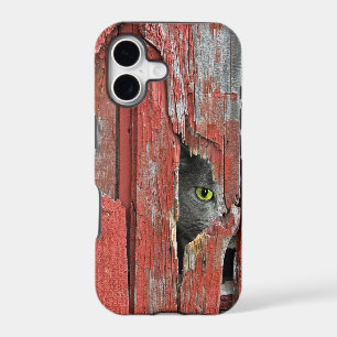 Cat in barn wood hole