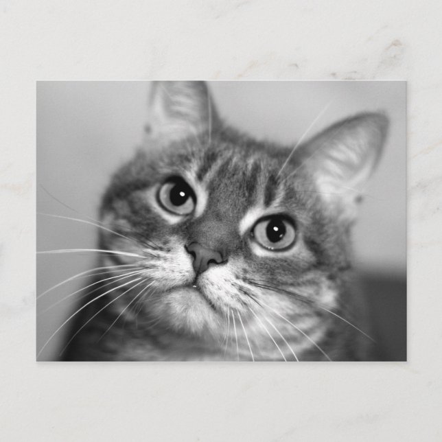 Cat in Black and White Postcard (Front)