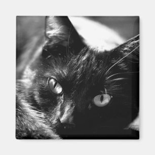 Cat in Black and White square magnet