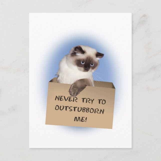 Cat in Box Postcard (Front)