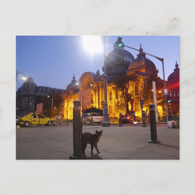 Cat in Bucharest, Romania Postcard (Front)
