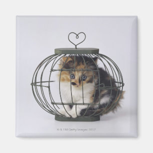 Cat in cage magnet