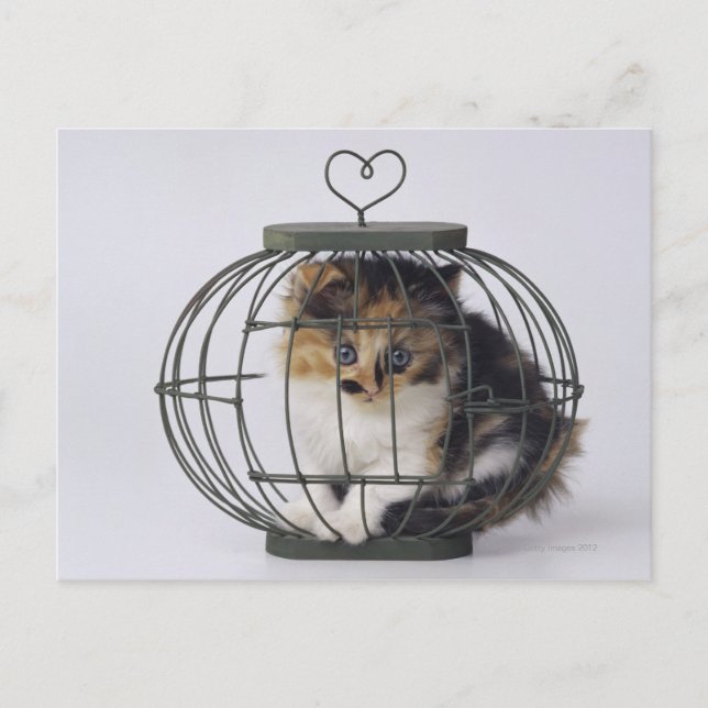 Cat in cage postcard (Front)