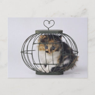 Cat in cage postcard