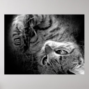Cat in darkness poster