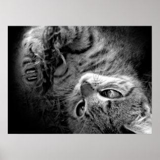 Cat in darkness poster