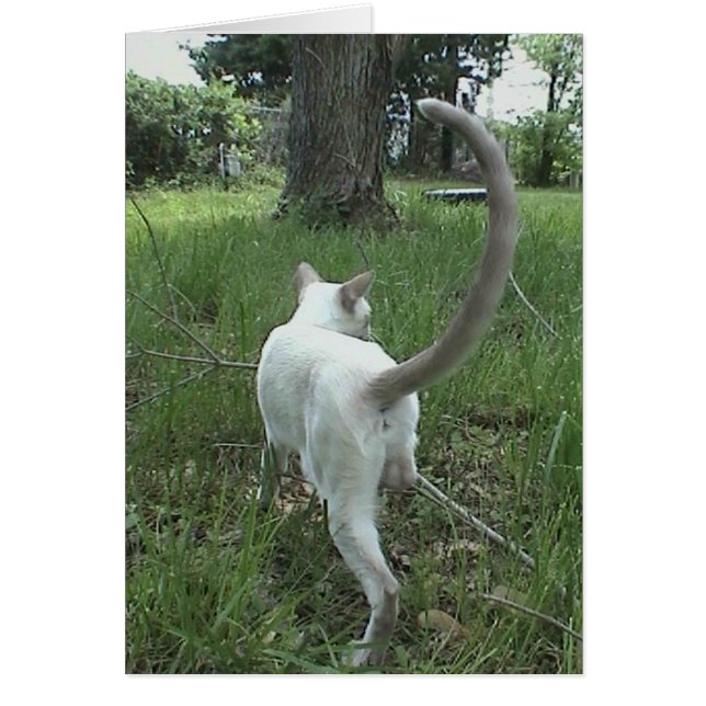 Cat in Grass II (Front)