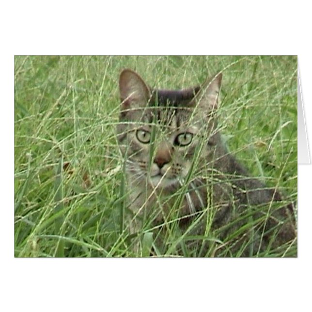 Cat in Grass III (Front Horizontal)