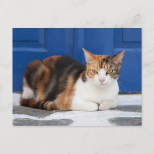 Cat in Greece Postcard