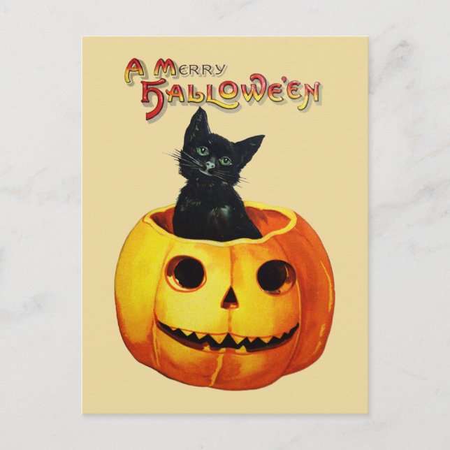 Cat in Pumpkin Vintage Halloween Postcard (Front)