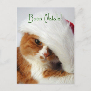 Cat in Santa Hat - Italian Postcard