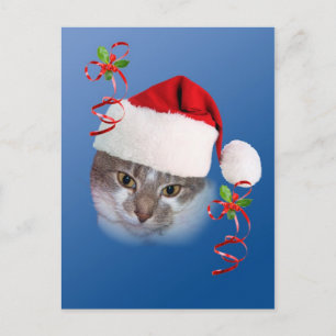 Cat in Santa Hat Postcard