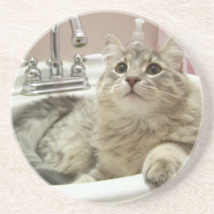 cat in sink coaster