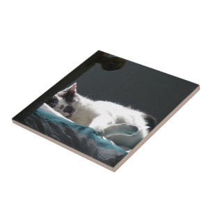 Cat in Sunspot Do Not Disturb Ceramic Tile
