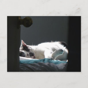 Cat in Sunspot Do Not Disturb Postcard