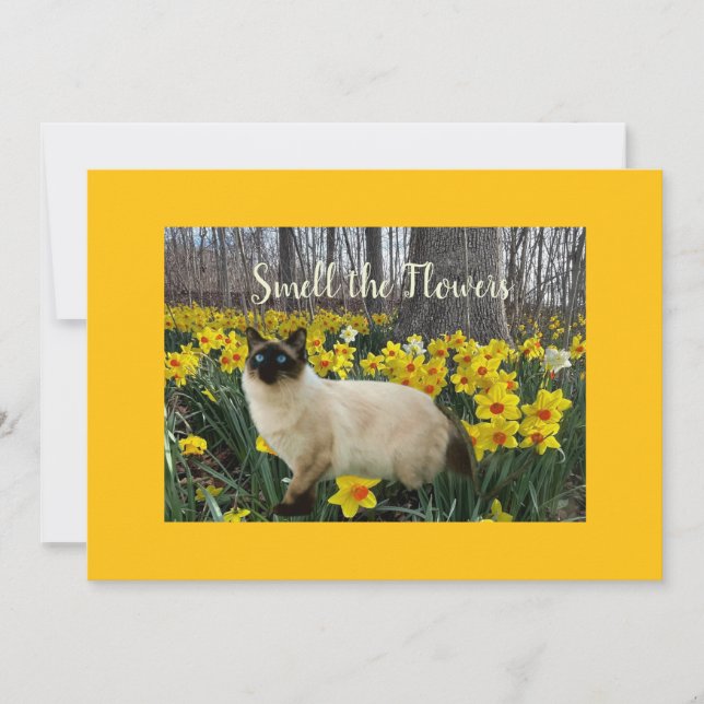 Cat in the Daffodil Flowers Holiday Card (Front)